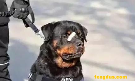����Ȧ��������������Ȯ�����ǣ�